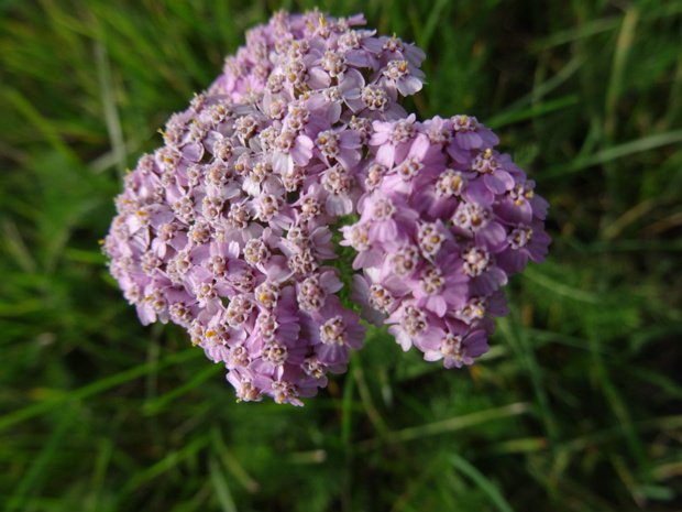 Тысячелистник обыкновенный розовая форма - Achillea millefolium f. rosea