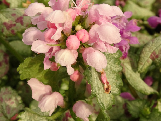 Яснотка пятнистая 'Сиреневый Дракон' розовая форма - Lamium maculatum 'Purple Dragon' f. rosea