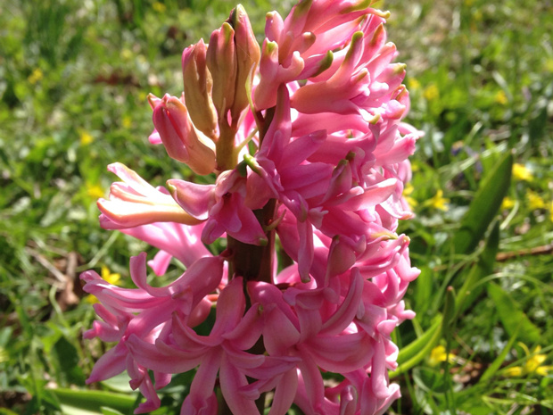 Гиацинт восточный пурпурная форма - Hyacinthus orientalis f. purpurea