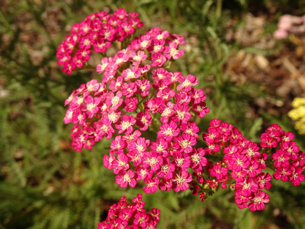 Тысячелистник обыкновенный пурпурная форма - Achillea millefolium f. purpurea