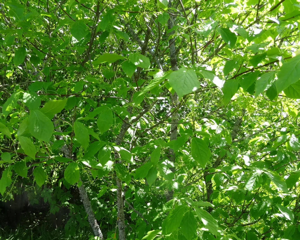 DSC02985