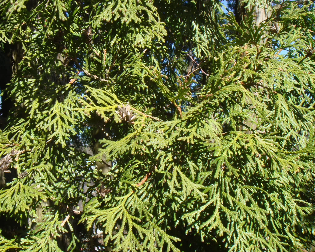 DSC00045