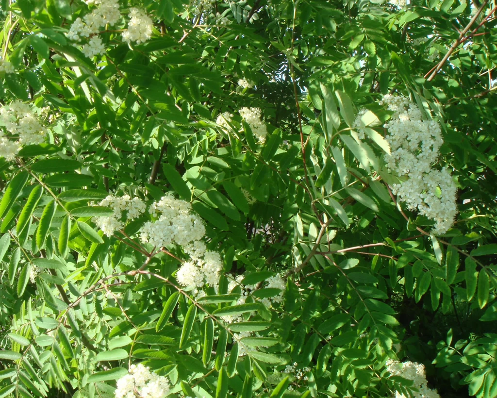 DSC00859
