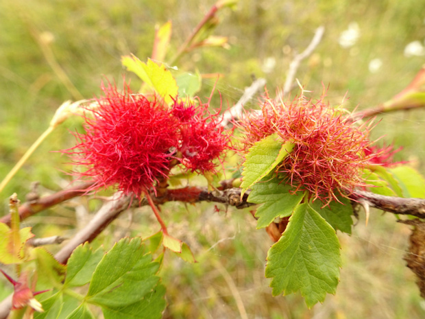 Галлы - Galls