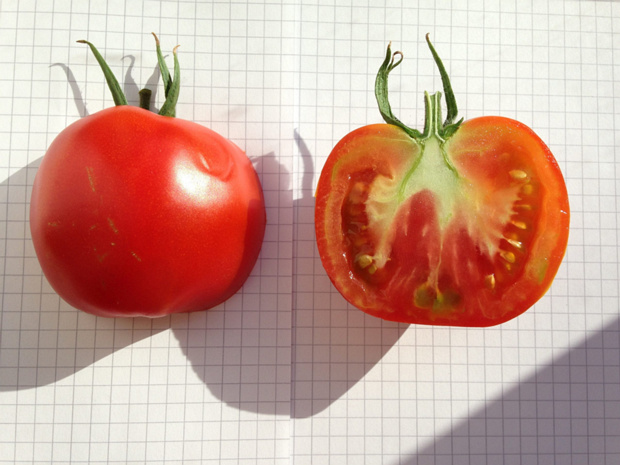 Томат съедобный - Lycopersicon esculentum