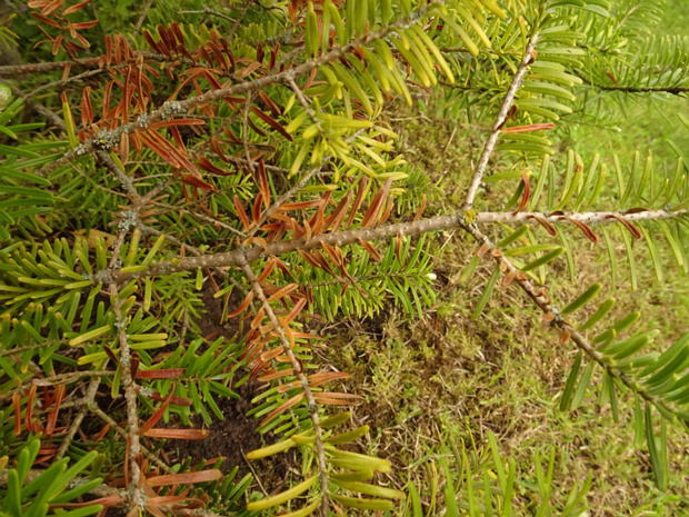 Еловый паутинный клещ - Oligonychus ununguis