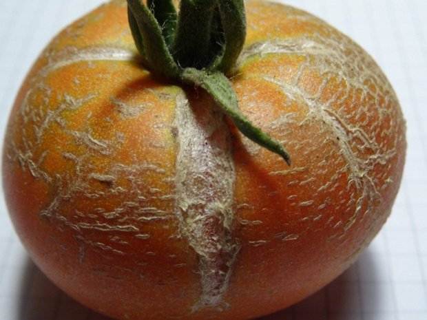 Потрескавшийся в сеточку плод