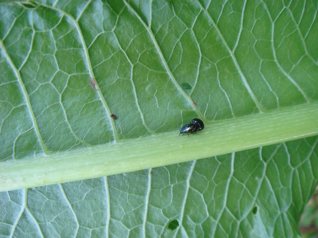 Жучок на листе хрена