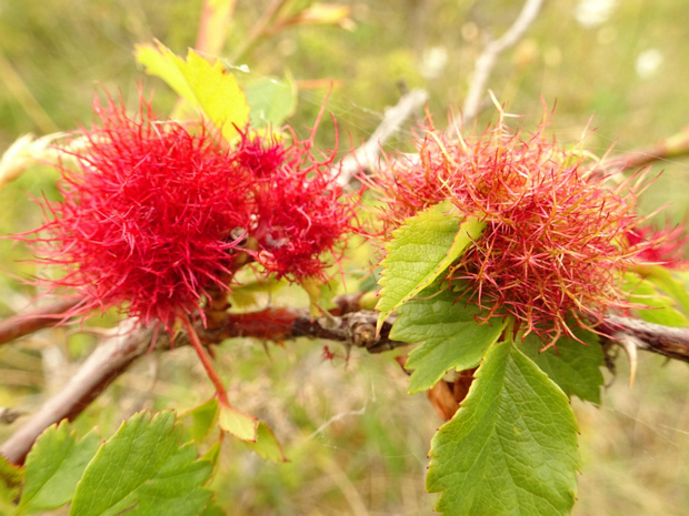 Розовик обыкновенный - Diplolepis rosae