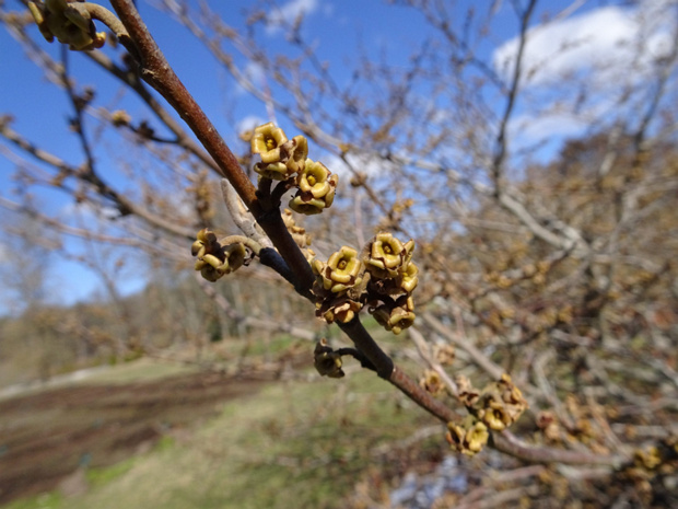 Гамамелис виргинский - Hamamelis virginiana