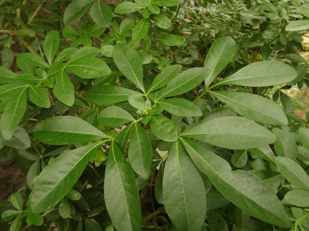 Шуазия тройчатая - Choisya ternata