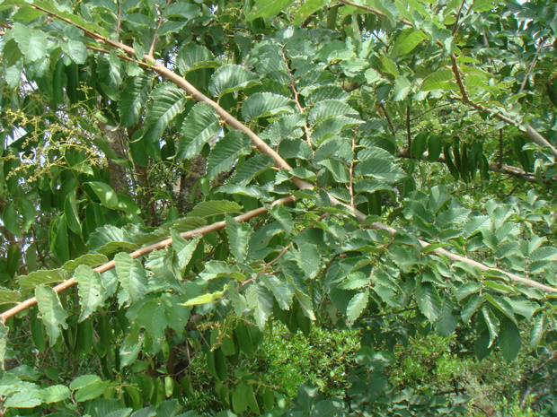 Вязовые - Ulmaceae