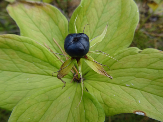 5 вместо 4 листьев - 5 vs. 4 leafed