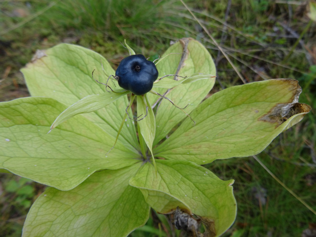 6 вместо 4 листьев - 6 vs. 4 leafed