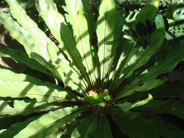 Костенец гнездовой - Asplenium nidus