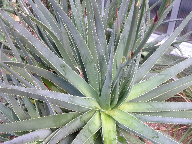 Алоэ желтомлечное - Aloe succotrina