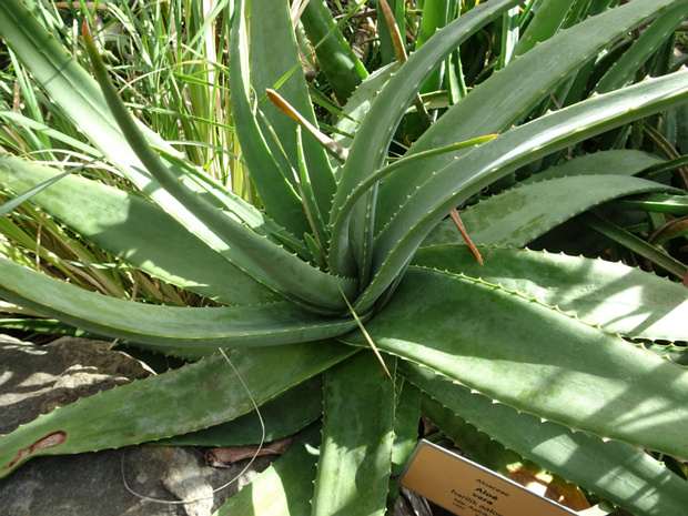 Алоэ настоящий - Aloe vera