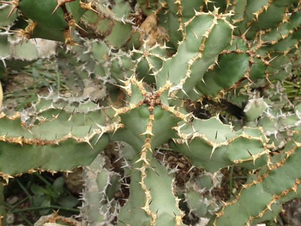 Молочай голубоватый - Euphorbia coerulescens