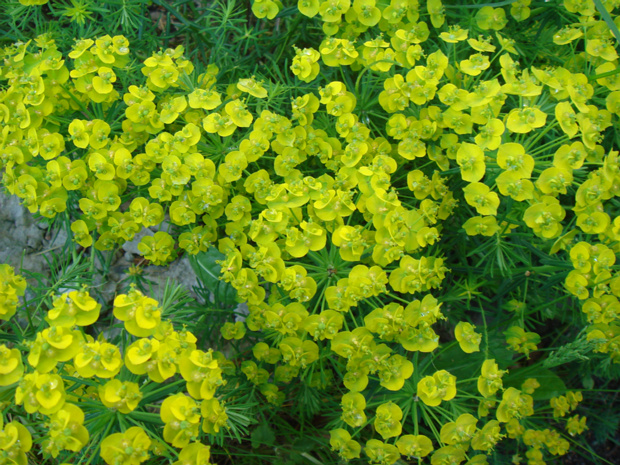 Молочай кипарисовый - Euphorbia cyparissias