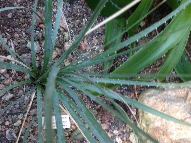 Дазилирион Уиллера - Dasylirion wheeleri