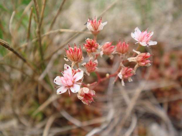 Очиток белый - Sedum album