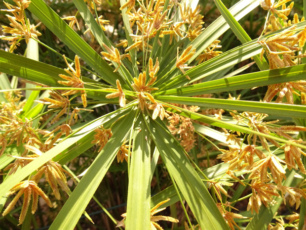 Сыть зонтичная - Cyperus alternifolius