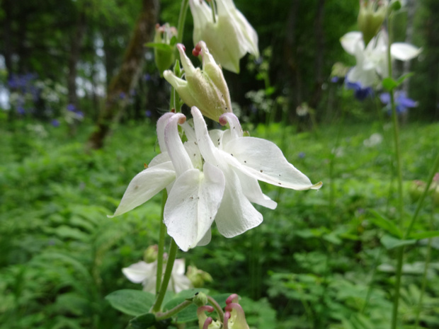 Водосбор обыкновенный белая форма - Aquilegia vulgaris f. alba
