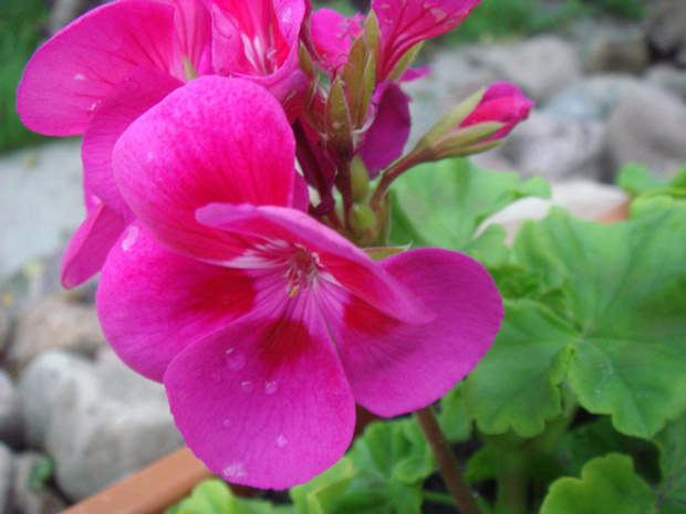 Пеларгония садовая пурпурная форма - Pelargonium hortorum f. purpurea
