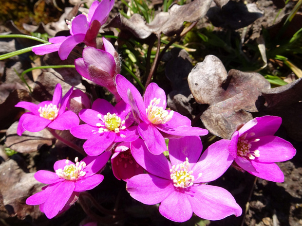 Перелеска благородная пурпурная форма - Hepatica nobilis f. purpurea