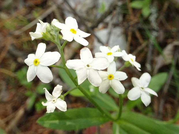 Белая форма - White form