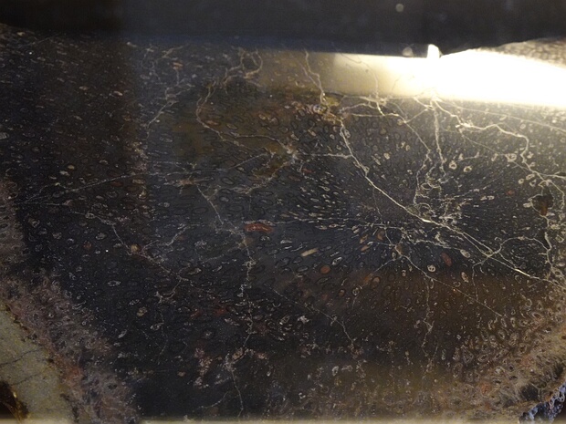 Мараттиевые - Marattiopsida