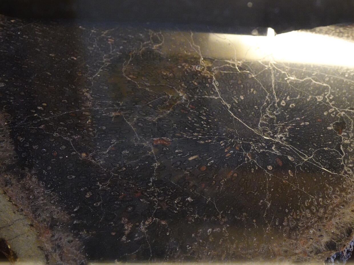 Мараттиевые - Marattiopsida