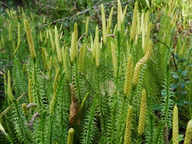 Плауновые - Lycopodiopsida Lycopodiopsida is a class of herbaceous vascular plants known as the clubmosses and firmosses. They have dichotomously...