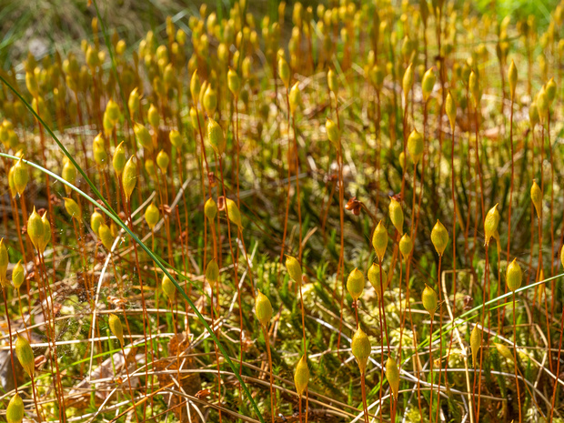 Политриховые мхи - Polytrichopsida The Polytrichaceae also known as "Aloe Moss" is a common family of mosses. Members of this family tend to be larger than...