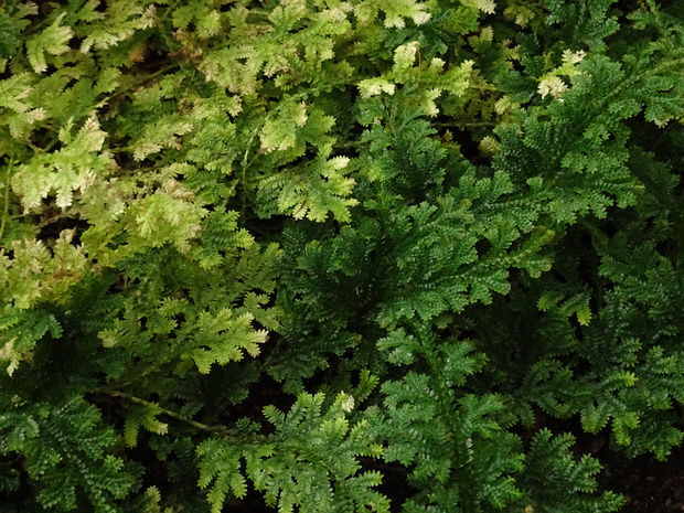 Полушниковые - Isoëtopsida The Isoetopsida is a class of Lycopodiophyta. All extant species belong to the genus Selaginella in the order...