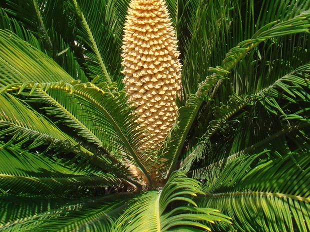 Саговниковидные - Cycadopsida Cycads are seed plants with a long fossil history that were formerly more abundant and more diverse than they are today....