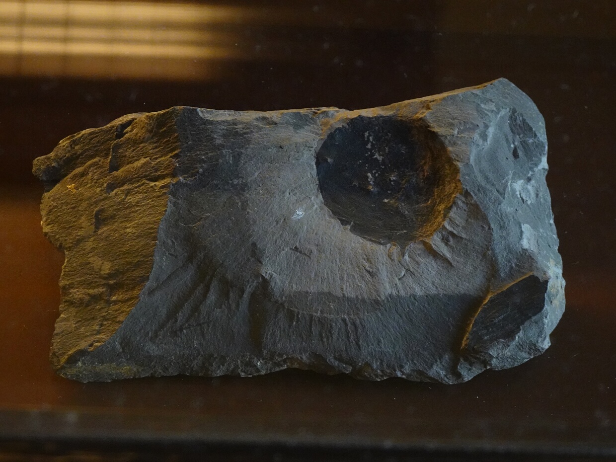 Саговниковидные - Cycadopsida Cycads are seed plants with a long fossil history that were formerly more abundant and more diverse than they are today....