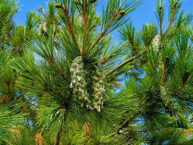 Хвойные - Pinopsida The Pinophyta, also known as Coniferophyta or Coniferae, or commonly as conifers, are a division of vascular land plants...