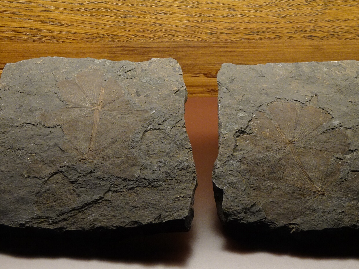 Хвощёвые - Equisetopsida Equisetopsida, or Sphenopsida, is a class of vascular plants with a fossil record going back to the Devonian. They are...